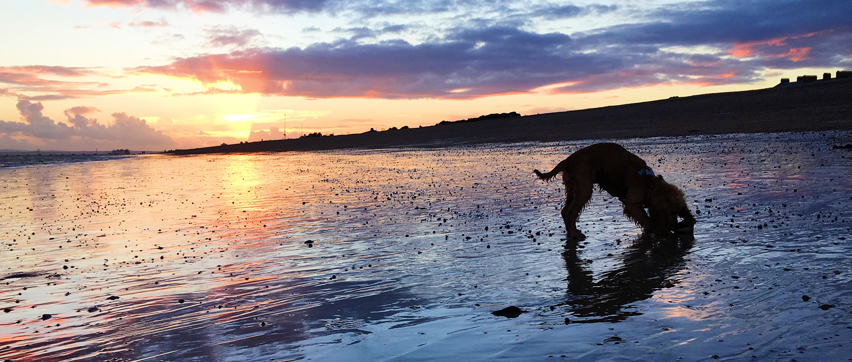 Winter dog walks in Hampshire